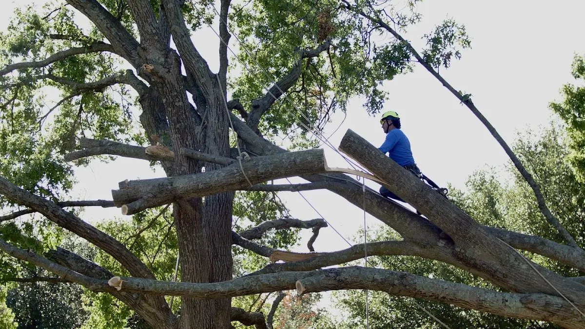 Professional Crown Thinning performed by certified arborists in Pine Grove